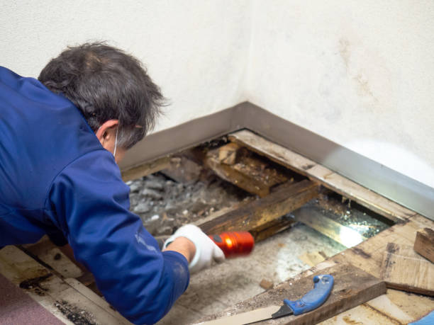 Best Emergency Mold Removal  in Wamego, KS
