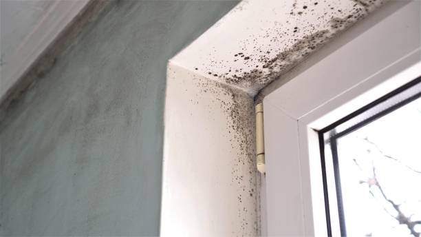 Best Mold Removal Company Near Me  in Wamego, KS