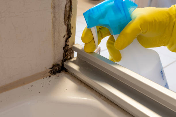 Best Mold Cleaning Services  in Wamego, KS