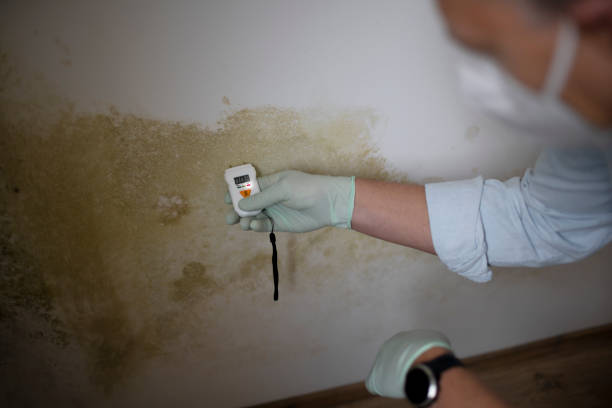 Best Local Mold Removal Service  in Wamego, KS