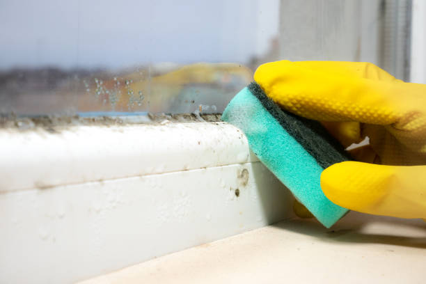 Best Mold Damage Repair  in Wamego, KS