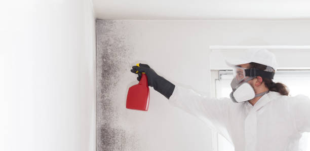 Best Best Mold Removal Companies  in Wamego, KS