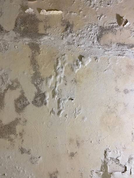Best Professional Mold Removal  in Wamego, KS
