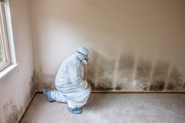 Home Mold Removal in Wamego, KS
