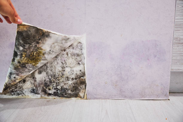 Best Residential Mold Removal  in Wamego, KS
